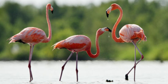 Asthaxantine-Flamant-Rose-Jean-Marc-Fraiche-VousEtesUnique.com Asthaxantine-Flamant-Rose-Jean-Marc-Fraiche-VousEtesUnique.com
