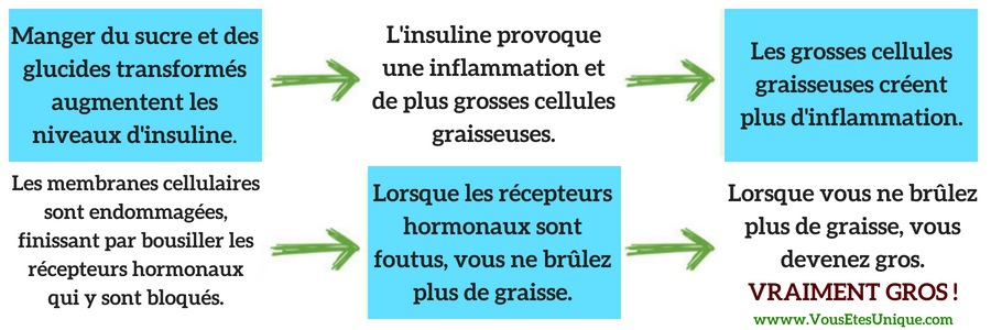 CYCLE-D-INFLAMMATION DE-L-OBESITE-Jean-Marc-Fraiche-HB-Naturals
