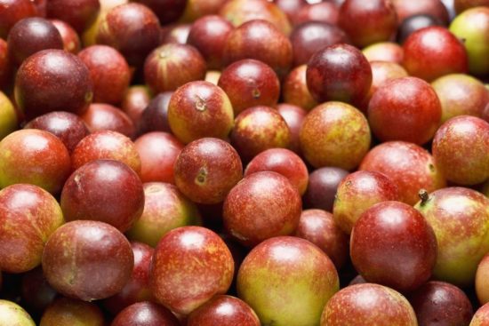camu-camu-Jean-Marc-Fraiche-HB-Naturals