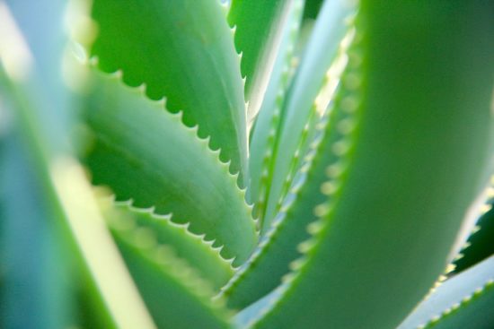 Aloe-Vera-Sumeriens-plante-Jean-Marc-Fraiche-VousEtesUnique.com